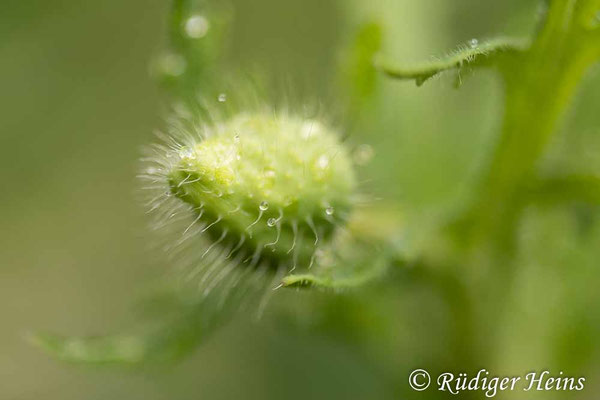 Papaver dubium, Saat-Mohn