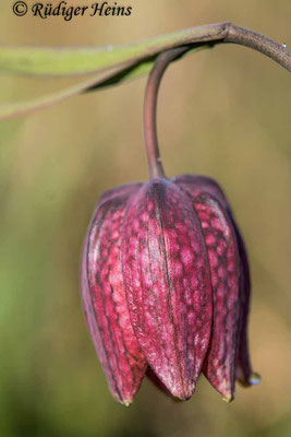 Fritillaria meleagris (Schachblume), 27.4.2021