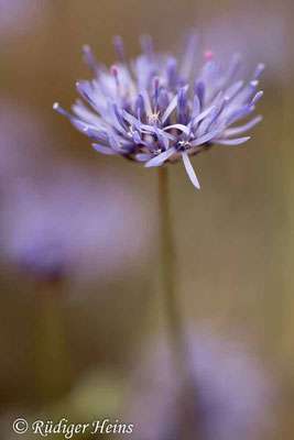 Jasione montana (Berg-Sandglöckchen), 7.7.2019