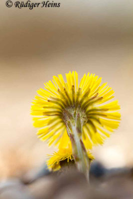 Tussilago farfara (Huflattich)