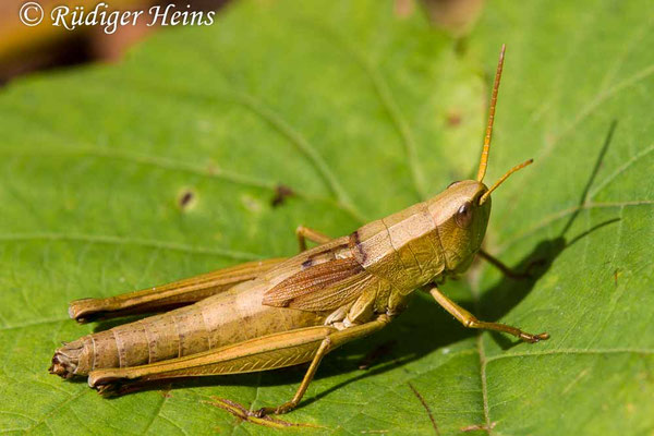 Chrysochraon dispar (Große Goldschrecke) Weibchen, 15.9.2017