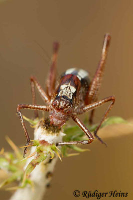 Poecilimon hamatus Männchen