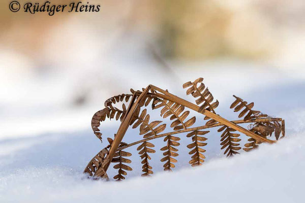 Pteridium aquilinum (Adlerfarn), 14.2.2021