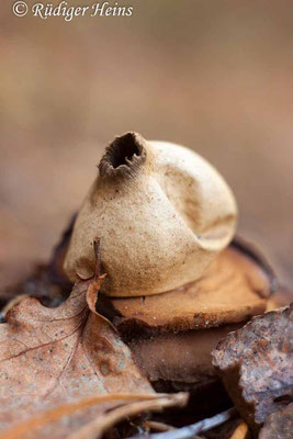 Geastrum triplex (Halskrausen-Erdstern), 10.12.2015