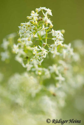 Galium mollugo (Wiesen-Labkraut)