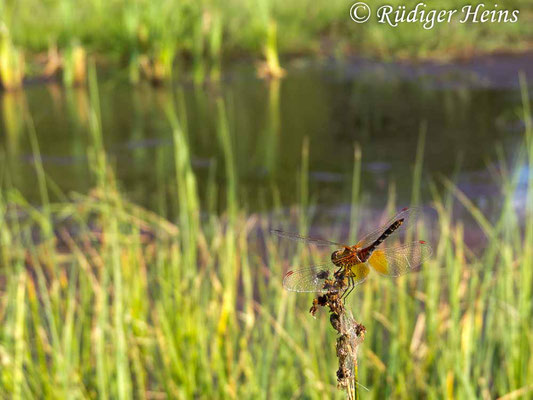 Sympetrum flaveolum (Gefleckte Heidelibelle) Männchen, 7.8.2018