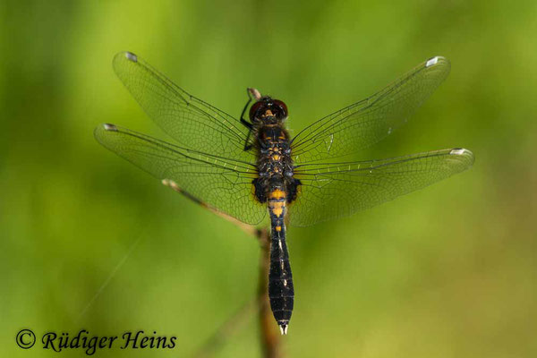 Leucorrhinia caudalis (Zierliche Moosjungfer) junges Männchen, 21.5.2017