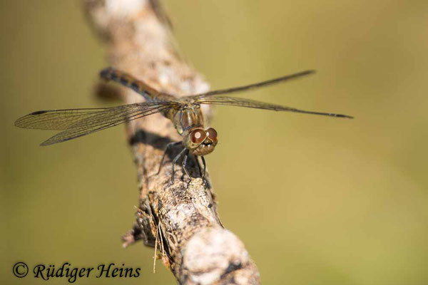 Sympetrum striolatum (Große Heidelibelle) Weibchen, 28.8.2024
