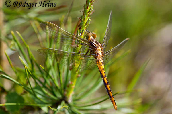 Orthetrum coerulescens (Kleiner Blaupfeil) junges Männchen, 25.5.2017