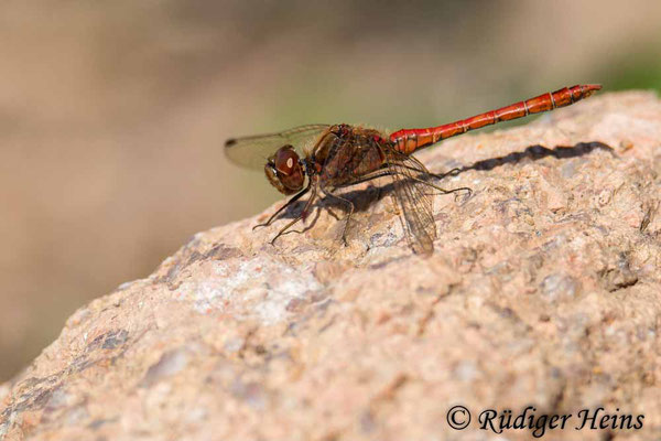 Sympetrum vulgatum (Gemeine Heidelibelle) Männchen, 4.9.2022