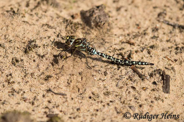Aeshna subarctica, Hochmoor-Mosaikjungfer, Männchen