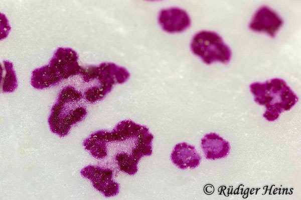 Digitalis purpurea (Roter Fingerhut)