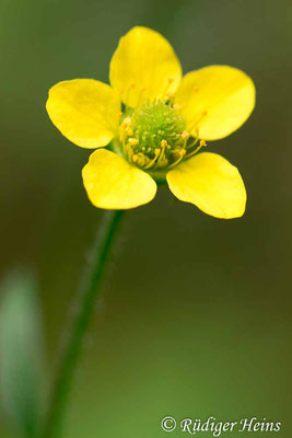 Geum urbanum (Echte Nelkenwurz), 20.7.2014