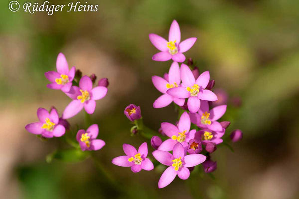 Centaurium erythraea (Echtes Tausendgüldenkraut), 24.6.2007