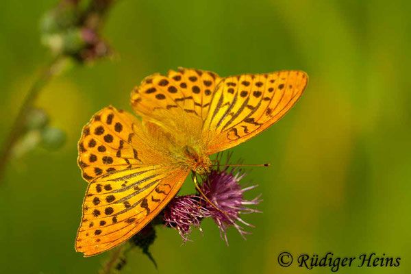 Argynnis paphia (Kaisermantel), 19.7.2011