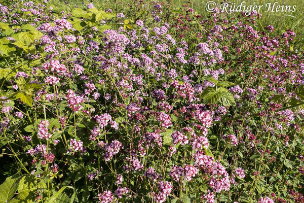 Origanum vulgare (Echter Dost), 7.7.2020
