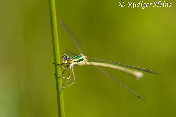 Lestes barbarus (Südliche Binsenjungfer) Weibchen, 3.7.2021