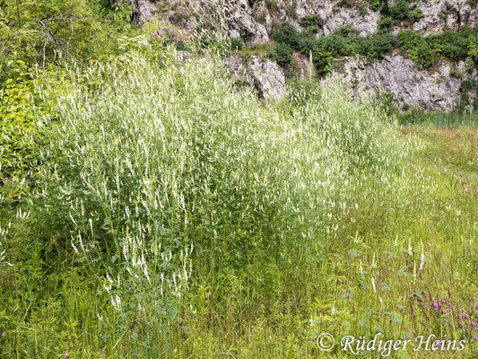 Melilotus albus (Weißer Steinklee)