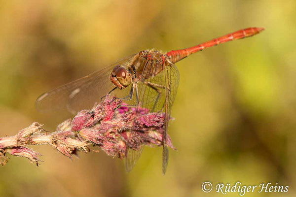 Sympetrum meridionale (Südliche Heidelibelle) Männchen, 24.8.2021