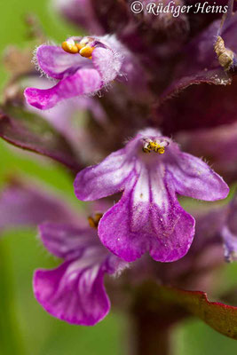 Ajuga reptans (Kriechender Günsel), 5.5.2020