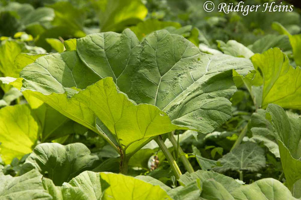 Petasites hybridus (Gewöhnliche Pestwurz)