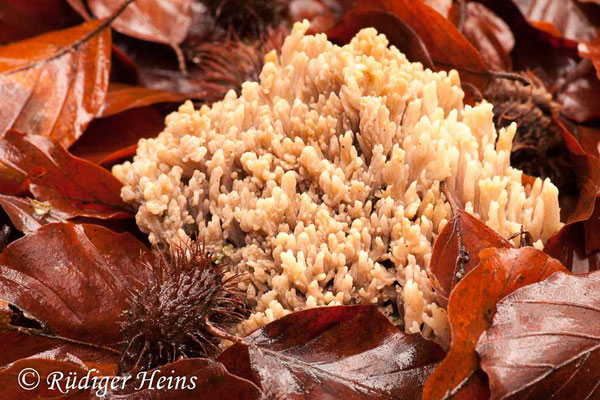 Ramaria sp. (Korallenpilz), 26.12.2011