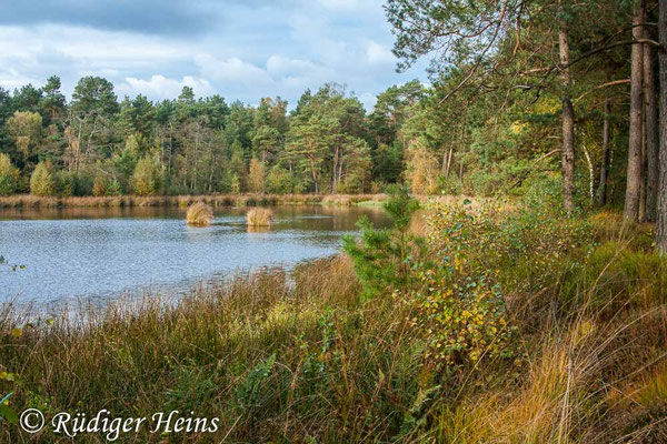 Aeshna subarctica, Hochmoor-Mosaikjungfer, Fortpflanzungshabitat
