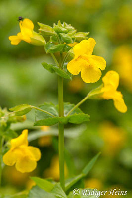 Mimulus guttatus (Gelbe Gauklerblume), 10.8.2017