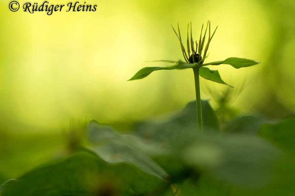 Paris quadrifolia (Vierblättrige Einbeere)