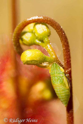 Drosera rotundifolia (Rundblättriger Sonnentau), 28.6.2015