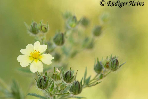 Potentilla recta (Hohes Fingerkraut)