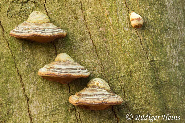 Fomes fomentarius (Zunderschwamm), 10.2.2018