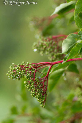 Sambucus nigra (Schwarzer Holunder), 21.7.2019