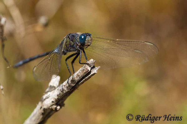 Orthetrum trinacria (Langer Blaupfeil) Männchen, 23.6.2018