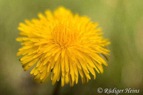 Taraxacum officinale (Gewöhnlicher Löwenzahn), 28.4.2022