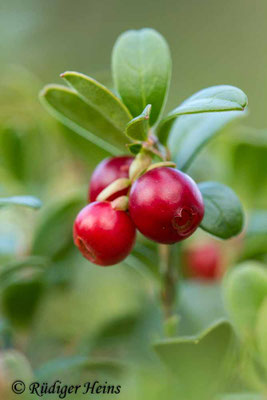 Vaccinium vitis-idaea, Preiselbeere
