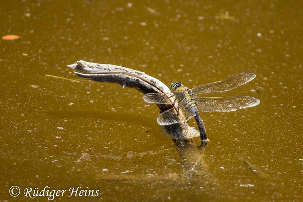Große Königslibelle (Anax imperator) Weibchen bei Eiablage