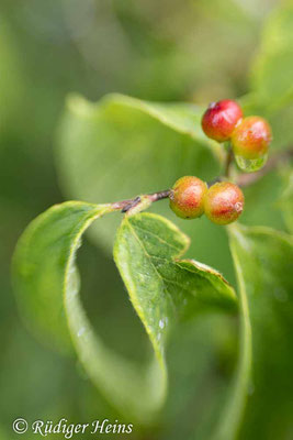 Rote Heckenkirsche (Lonicera xylosteum) Beere, 21.6.2023 - Lensbaby Sweet 35mm f/2