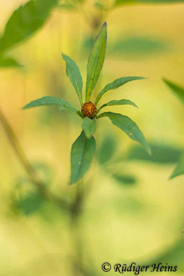 Bidens frondosus (Schwarzfrüchtiger Zweizahn), 22.7.2023