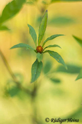 Bidens frondosus (Schwarzfrüchtiger Zweizahn)