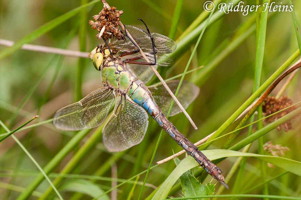 Anax imperator, Große Königslibelle, Weibchen mit Beute