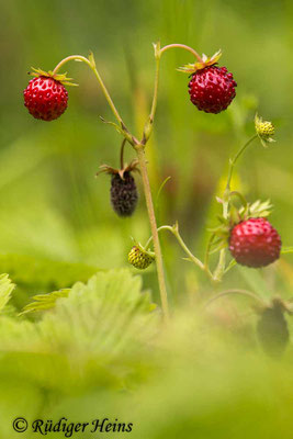 Fragaria vesca (Wald-Erdbeere), 8.7.2021