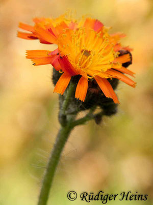 Hieracium aurantiacum (Orangerotes Habichtskraut), 19.10.2014
