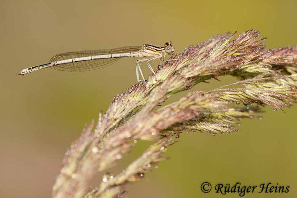 Platycnemis pennipes (Blaue Federlibelle) Männchen, 7.7.2012