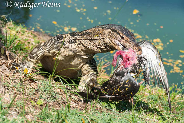 Bindenwaran (Varanus salvator), 25.01.2023 - Panasonic DMC-FZ 1000