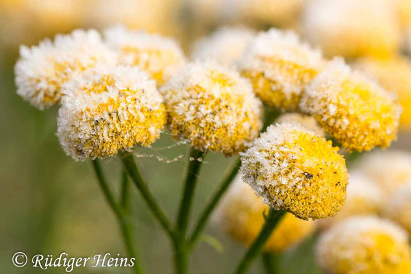 Tanacetum vulgare (Rainfarn), 28.10.2018