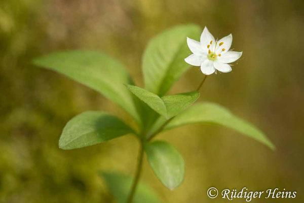 Trientalis europaea (Siebenstern), 9.5.2023