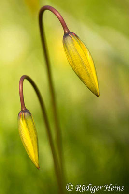 Tulipa sylvestris (Wilde Tulpe), 20.4.2017