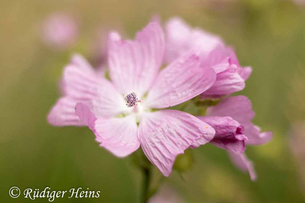 Rosen-Malve (Malva alcea), 29.6.2025 - Pentacolor 50mm f/1,8
