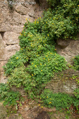 Pseudofumaria lutea, Gelber Lerchensporn